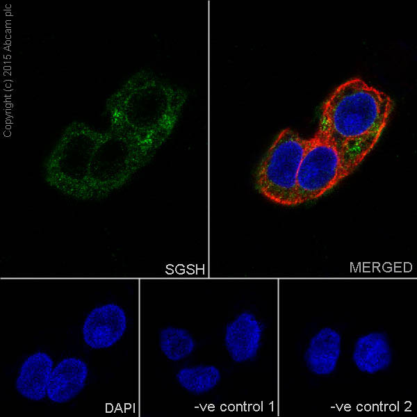 Immunocytochemistry/ Immunofluorescence - Anti-SGSH/HSS antibody [EPR17312] - BSA and Azide free (AB232666)