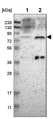 Western blot - Anti-SGT1/ECD antibody (AB246881), expandable thumbnail