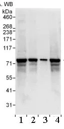 Western blot - Anti-SGT1/ECD antibody (AB99293)