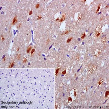 Immunohistochemistry (Formalin/PFA-fixed paraffin-embedded sections) - Anti-SGTB/SGT2 antibody [EPR17183] (AB202419)