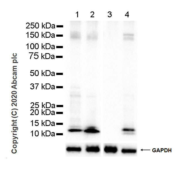 Western blot - Anti-SH2D1A/SAP antibody [1D12] - BSA and Azide free (AB255862), expandable thumbnail
