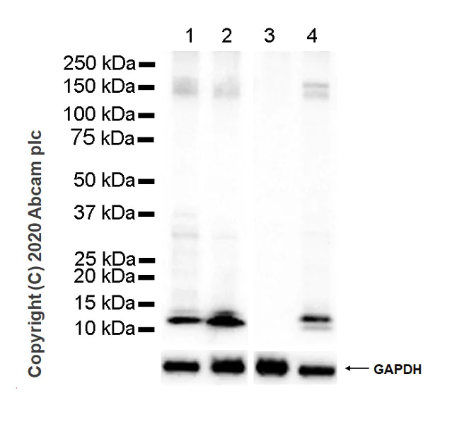 Western blot - Anti-SH2D1A/SAP antibody [1D12] - BSA and Azide free (AB255862)