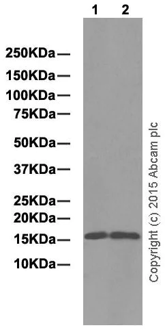 Western blot - Anti-SH2D1A/SAP antibody [EPR3168] - BSA and Azide free (AB247769)