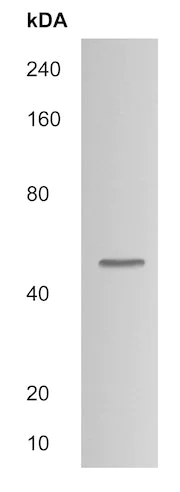 Western blot - Anti-SH2D2A/SCAP antibody (AB215055)