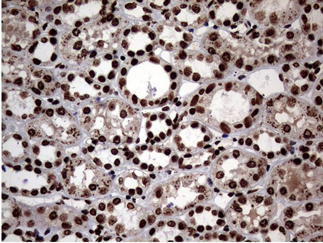 Immunohistochemistry (Formalin/PFA-fixed paraffin-embedded sections) - Anti-SH3BGRL antibody [OTI8F7] (ab279371), expandable thumbnail