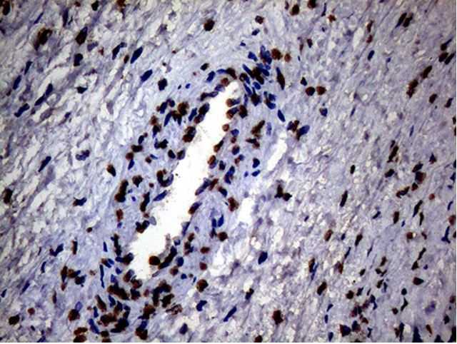 Immunohistochemistry (Formalin/PFA-fixed paraffin-embedded sections) - Anti-SH3BGRL antibody [OTI8F7] (ab279371), expandable thumbnail