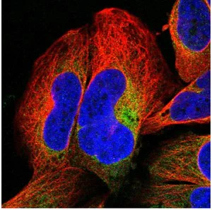 Immunocytochemistry/ Immunofluorescence - Anti-SH3BGRL3 antibody (AB122138)