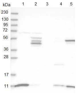 Western blot - Anti-SH3BGRL3 antibody (AB122138)