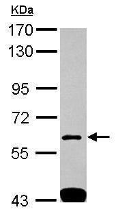 Western blot - Anti-SH3BP1 antibody (AB227548), expandable thumbnail