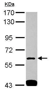 Western blot - Anti-SH3BP1 antibody (AB227548)