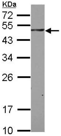 Western blot - Anti-SH3BP5 antibody (AB126231)