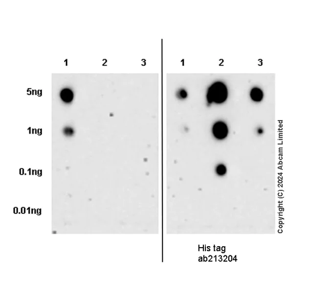 Dot Blot - Anti-SH3GL1/Endophilin A2 antibody [EPR29123-74] (AB321807)