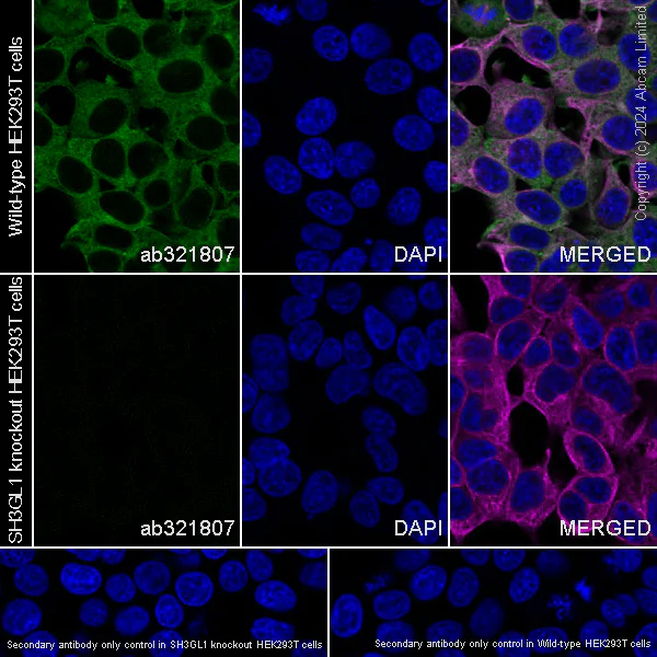 Immunocytochemistry/ Immunofluorescence - Anti-SH3GL1/Endophilin A2 antibody [EPR29123-74] - BSA and Azide free (AB321808)