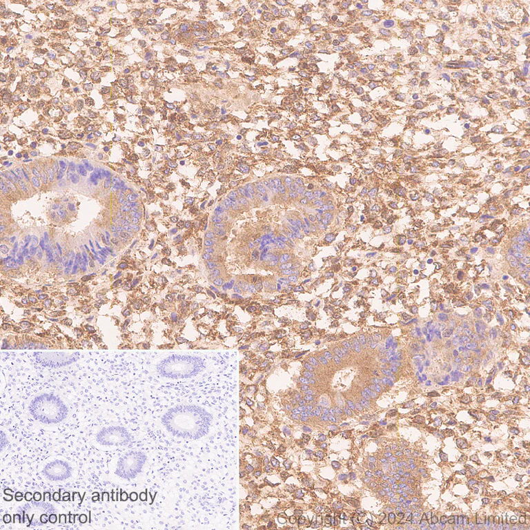 Immunohistochemistry (Formalin/PFA-fixed paraffin-embedded sections) - Anti-SH3GL1/Endophilin A2 antibody [EPR29123-74] - BSA and Azide free (AB321808)