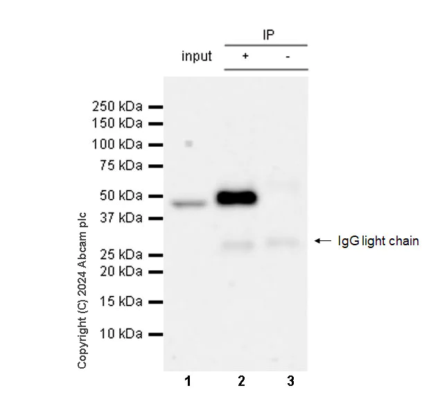 Immunoprecipitation - Anti-SH3GL1/Endophilin A2 antibody [K51/1] (AB317835)