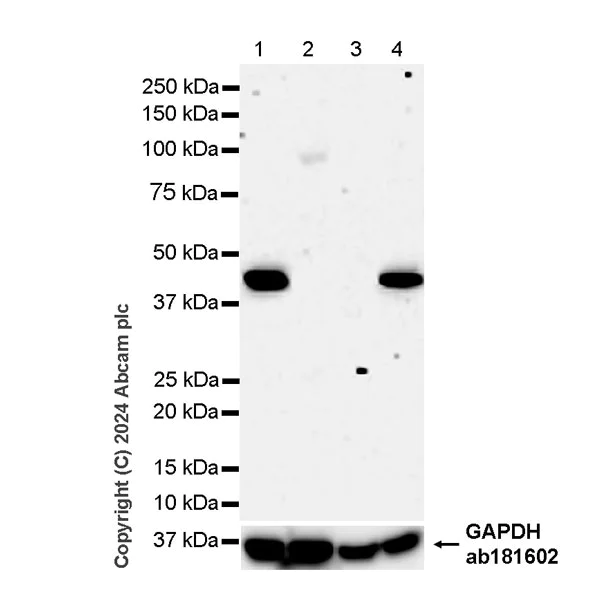 Western blot - Anti-SH3GL1/Endophilin A2 antibody [K51/1] (AB317835)