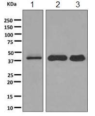 Western blot - Anti-SH3GL1 + SH3GL2 + SH3GL3 antibody [EPR10215(B)] (AB150431)