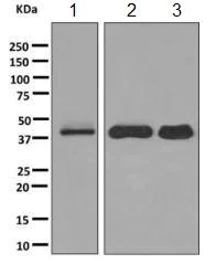 Western blot - Anti-SH3GL1 + SH3GL2 + SH3GL3 antibody [EPR10215(B)] - BSA and Azide free (AB248987)
