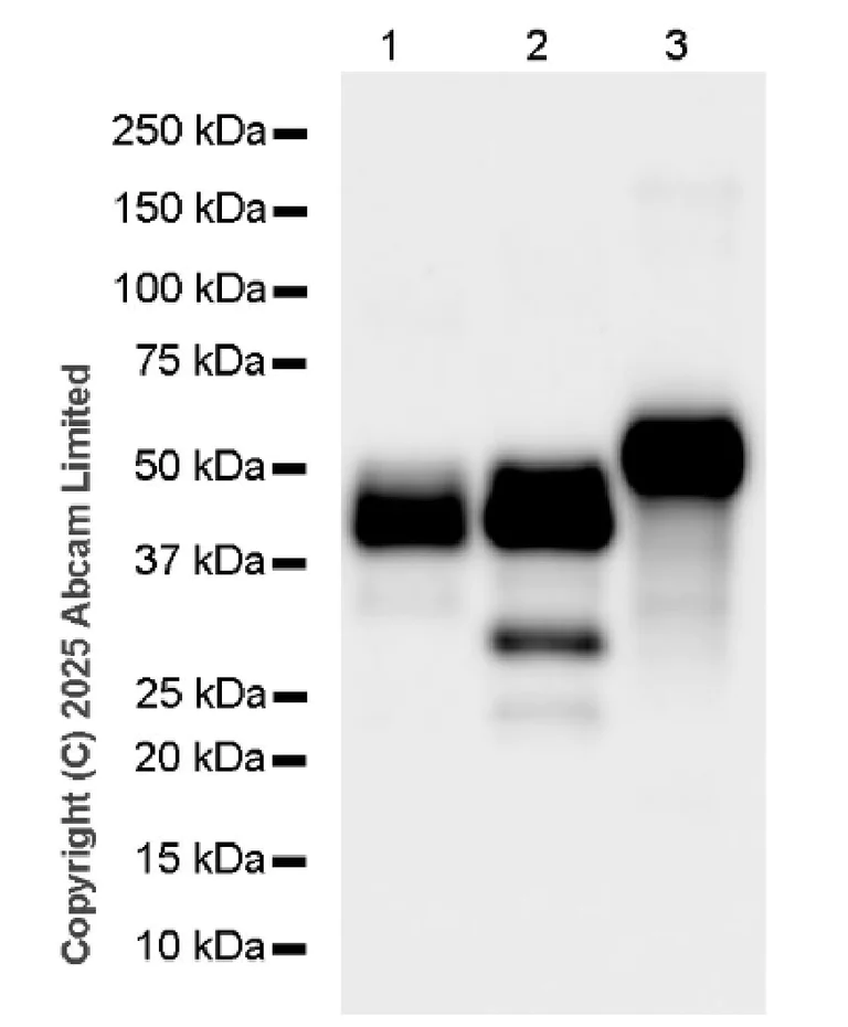 Western blot - Anti-SH3GL1 + SH3GL2 + SH3GL3 antibody [EPR10215(B)] - BSA and Azide free (AB248987)