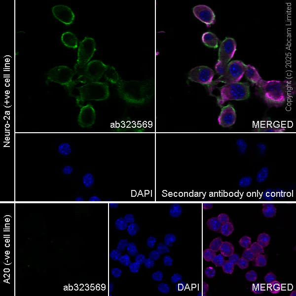 Immunocytochemistry/ Immunofluorescence - Anti-SH3GL3 antibody [EPR29565-553] (AB323569)