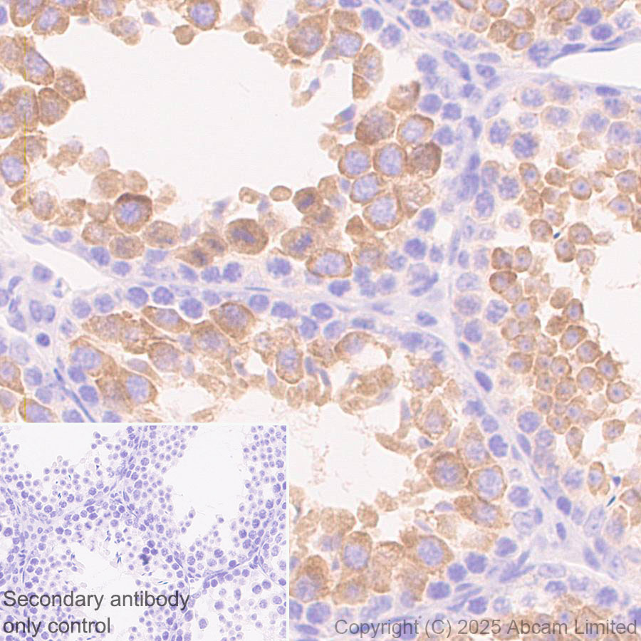 Immunohistochemistry (Formalin/PFA-fixed paraffin-embedded sections) - Anti-SH3GL3 antibody [EPR29565-553] (AB323569), expandable thumbnail