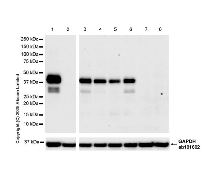 Western blot - Anti-SH3GL3 antibody [EPR29565-553] (AB323569), expandable thumbnail
