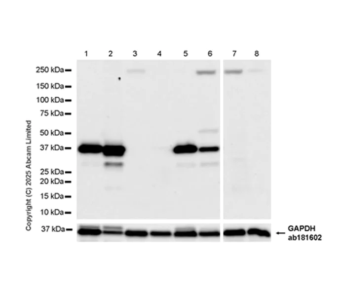 Western blot - Anti-SH3GL3 antibody [EPR29565-553] (AB323569)
