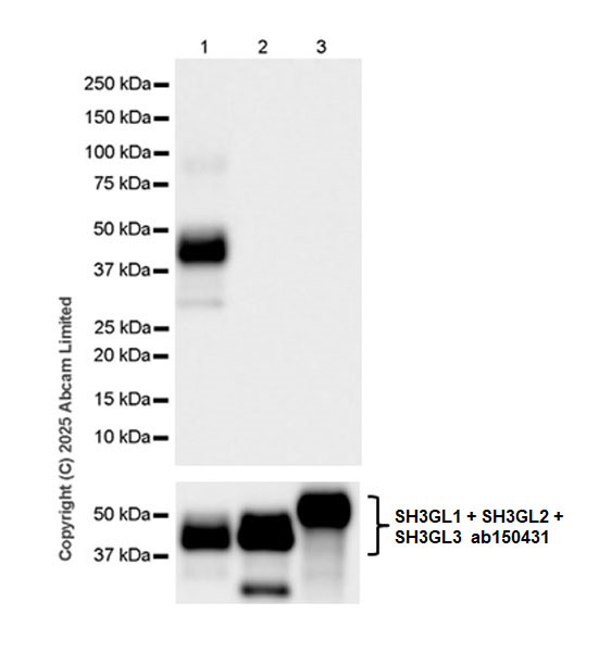 Western blot - Anti-SH3GL3 antibody [EPR29565-553] (AB323569), expandable thumbnail