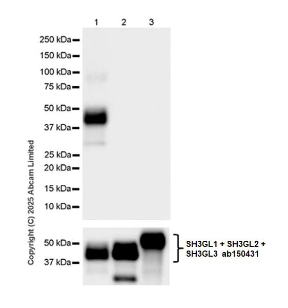 Western blot - Anti-SH3GL3 antibody [EPR29565-553] (AB323569)