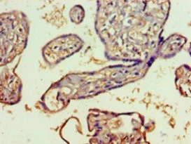 Immunohistochemistry (Formalin/PFA-fixed paraffin-embedded sections) - Anti-SH3GLB2 antibody (AB235352)