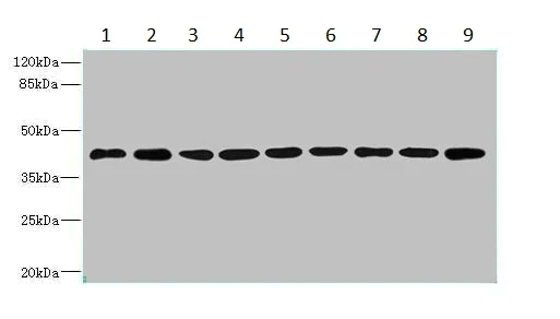 Western blot - Anti-SH3GLB2 antibody (AB235352)