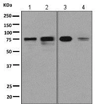 Western blot - Anti-SH3KBP1 antibody [EPR7880(2)] - BSA and Azide free (AB249159)