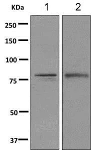 Western blot - Anti-SH3KBP1 antibody [EPR7881(2)] - BSA and Azide free (AB249013)