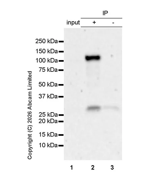 Immunoprecipitation - Anti-SH3MD2 antibody [EPR30521-594] (AB326568)
