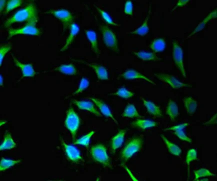 Immunocytochemistry/ Immunofluorescence - Anti-SH3PX1/SNX9 antibody (AB222911)
