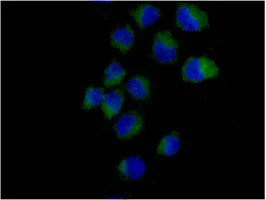 Immunocytochemistry/ Immunofluorescence - Anti-SH3PX1/SNX9 antibody [EPR14399] (AB181856)