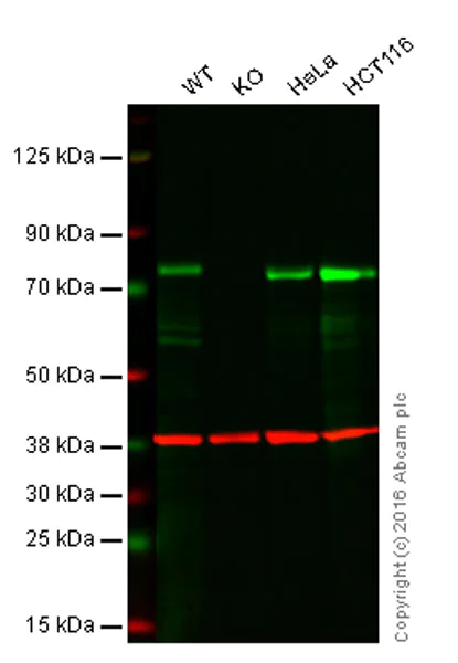 Western blot - Anti-SH3PX1/SNX9 antibody [EPR14399] (AB181856)