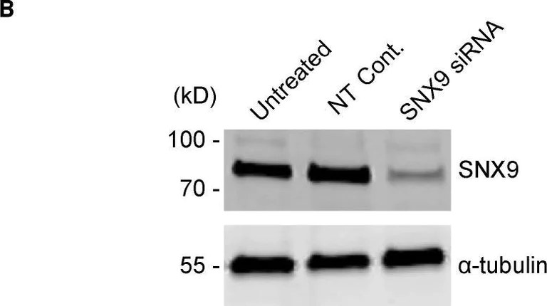 Western blot - Anti-SH3PX1/SNX9 antibody [EPR14399] (AB181856)