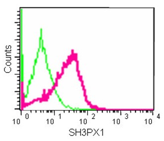 Flow Cytometry (Intracellular) - Anti-SH3PX1/SNX9 antibody [EPR14399] - BSA and Azide free (AB250527), expandable thumbnail