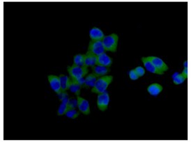 Immunocytochemistry/ Immunofluorescence - Anti-SH3PX1/SNX9 antibody [EPR14399] - BSA and Azide free (AB250527), expandable thumbnail