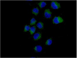 Immunocytochemistry/ Immunofluorescence - Anti-SH3PX1/SNX9 antibody [EPR14399] - BSA and Azide free (AB250527), expandable thumbnail