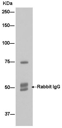 Immunoprecipitation - Anti-SH3PX1/SNX9 antibody [EPR14399] - BSA and Azide free (AB250527), expandable thumbnail