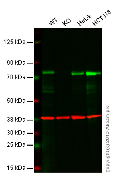 Western blot - Anti-SH3PX1/SNX9 antibody [EPR14399] - BSA and Azide free (AB250527), expandable thumbnail