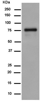 Western blot - Anti-SH3PX1/SNX9 antibody [EPR14399] - BSA and Azide free (ab250527), expandable thumbnail