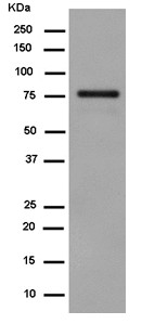 Western blot - Anti-SH3PX1/SNX9 antibody [EPR14399] - BSA and Azide free (ab250527), expandable thumbnail