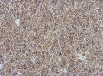 Immunohistochemistry (Formalin/PFA-fixed paraffin-embedded sections) - Anti-SH3YL1 antibody (AB154123)