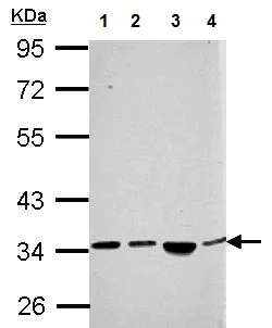 Western blot - Anti-SH3YL1 antibody (AB154123)