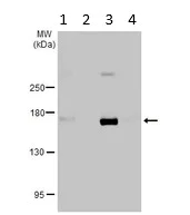 Western blot - Anti-SHANK1 antibody (AB154224)