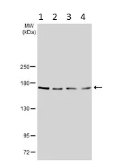 Western blot - Anti-SHANK1 antibody (AB154224)