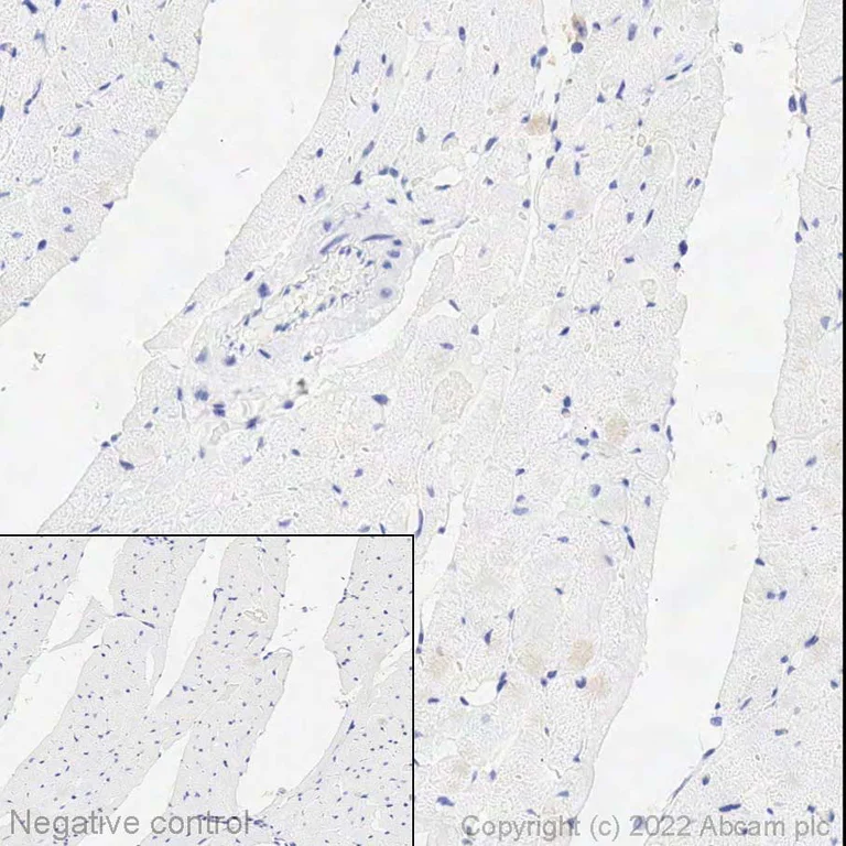 Immunohistochemistry (Formalin/PFA-fixed paraffin-embedded sections) - Anti-SHANK1 antibody [EPR25143-84] (AB313127)